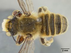 Megachile fortis var. vestali by the Smithsonian. Used under a CC0 license.