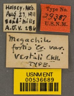 Megachile fortis var. vestali by the Smithsonian. Used under a CC0 license.