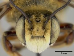 Megachile fortis var. vestali by the Smithsonian. Used under a CC0 license.