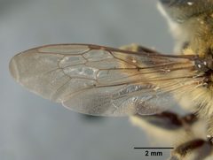 Megachile fortis var. vestali by the Smithsonian. Used under a CC0 license.