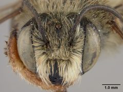Megachile perihirta by the Smithsonian. Used under a CC0 license.