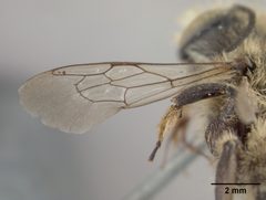 Megachile perihirta by the Smithsonian. Used under a CC0 license.