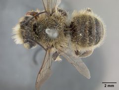 Megachile perihirta by the Smithsonian. Used under a CC0 license.