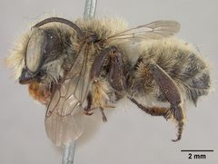 Megachile perihirta by the Smithsonian. Used under a CC0 license.