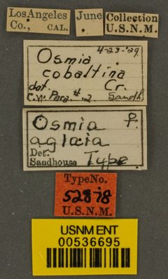 Osmia aglaia by the Smithsonian. Used under a CC0 license.