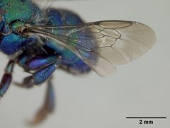 Osmia aglaia by the Smithsonian. Used under a CC0 license.