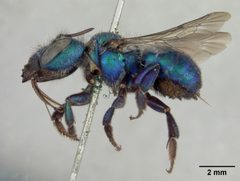 Osmia aglaia by the Smithsonian. Used under a CC0 license.