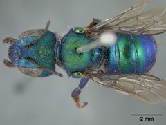 Osmia aglaia by the Smithsonian. Used under a CC0 license.