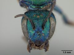 Osmia aglaia by the Smithsonian. Used under a CC0 license.
