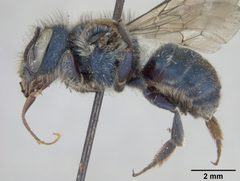 Osmia clarescens by the Smithsonian. Used under a CC0 license.