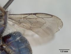 Osmia clarescens by the Smithsonian. Used under a CC0 license.