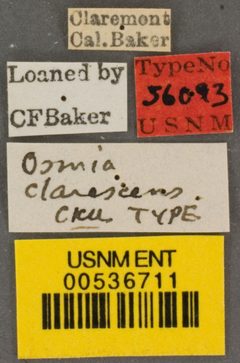 Osmia clarescens by the Smithsonian. Used under a CC0 license.