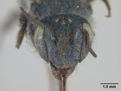 Osmia clarescens by the Smithsonian. Used under a CC0 license.
