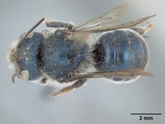 Osmia clarescens by the Smithsonian. Used under a CC0 license.