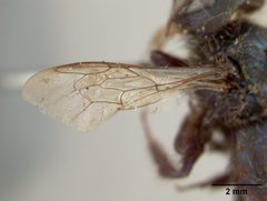 Osmia (Melanosmia) ribifloris by the Smithsonian. Used under a CC0 license.