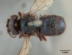 Osmia (Melanosmia) ribifloris by the Smithsonian. Used under a CC0 license.