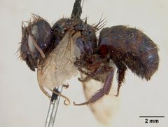 Osmia (Melanosmia) ribifloris by the Smithsonian. Used under a CC0 license.