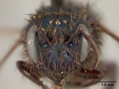 Osmia (Melanosmia) ribifloris by the Smithsonian. Used under a CC0 license.