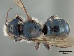 Osmia texana by the Smithsonian. Used under a CC0 license.