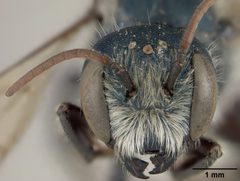 Osmia texana by the Smithsonian. Used under a CC0 license.