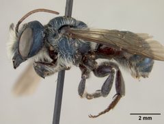 Osmia texana by the Smithsonian. Used under a CC0 license.