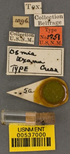 Osmia texana by the Smithsonian. Used under a CC0 license.