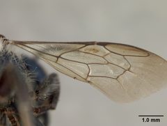 Osmia texana by the Smithsonian. Used under a CC0 license.