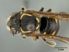 Paranthidium ocellare by the Smithsonian. Used under a CC0 license.