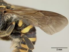 Paranthidium ocellare by the Smithsonian. Used under a CC0 license.