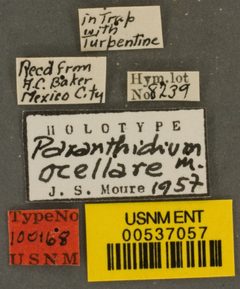 Paranthidium ocellare by the Smithsonian. Used under a CC0 license.