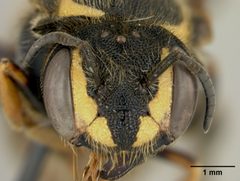 Paranthidium ocellare by the Smithsonian. Used under a CC0 license.