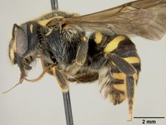 Paranthidium ocellare by the Smithsonian. Used under a CC0 license.