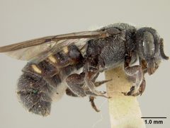 Stelis coarctatus by the Smithsonian. Used under a CC0 license.