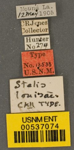 Stelis louisae by the Smithsonian. Used under a CC0 license.