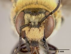 Trachusa manni by the Smithsonian. Used under a CC0 license.