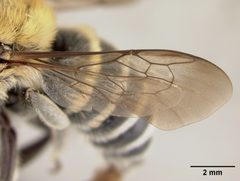 Trachusa manni by the Smithsonian. Used under a CC0 license.