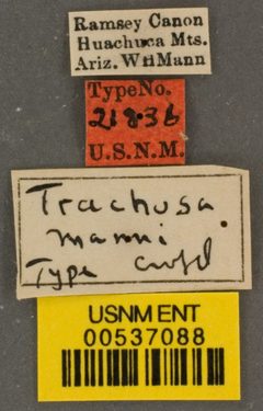 Trachusa manni by the Smithsonian. Used under a CC0 license.