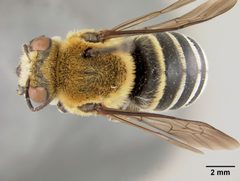 Trachusa manni by the Smithsonian. Used under a CC0 license.