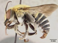 Trachusa manni by the Smithsonian. Used under a CC0 license.