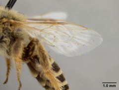 Hesperapis carinata by the Smithsonian. Used under a CC0 license.
