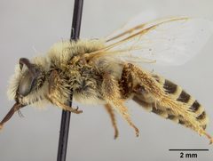 Hesperapis carinata by the Smithsonian. Used under a CC0 license.