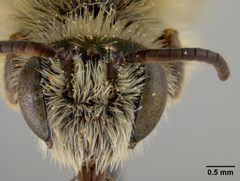 Hesperapis carinata by the Smithsonian. Used under a CC0 license.