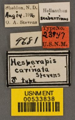 Hesperapis carinata by the Smithsonian. Used under a CC0 license.