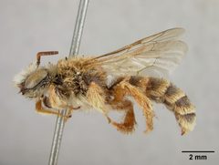 Hesperapis (Carinapis) fulvipes by the Smithsonian. Used under a CC0 license.