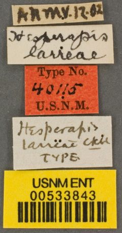 Hesperapis (Amblyapis) larreae by the Smithsonian. Used under a CC0 license.