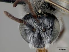 Hesperapis (Amblyapis) larreae by the Smithsonian. Used under a CC0 license.