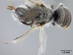 Hesperapis (Amblyapis) larreae by the Smithsonian. Used under a CC0 license.