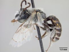 Hesperapis (Amblyapis) larreae by the Smithsonian. Used under a CC0 license.