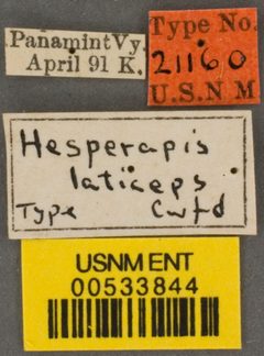 Hesperapis laticeps by the Smithsonian. Used under a CC0 license.