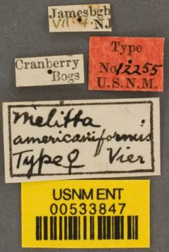 Melitta americaniformis by the Smithsonian. Used under a CC0 license.